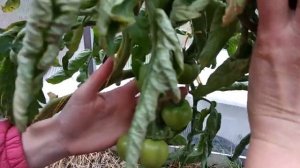 В ГОСТЯХ НА ОГОРОДЕ