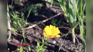 Медитация 00019