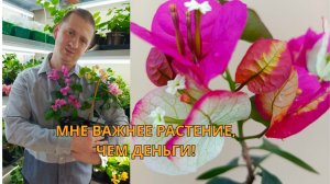 Почему мы НЕ отправляем бугенвиллеи? Пробуждение бугенвиллий: как мы готовим саженцы к сезону».