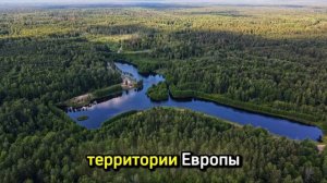 Беловежская пуща