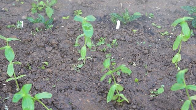 ЦИНИЯ ОТ ПОСЕВА И ДО ЦВЕТЕНИЯ