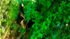 РП Свердловский | Руины Пионерского лагеря близ пожарного пруда.