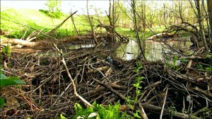 Бобровая плотина