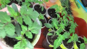 ПОСЕВЫ 2026-78. Пикировка Томатных Гномов. Отвечаю на вопрос зрителей.