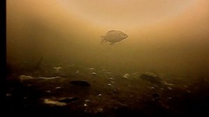 14.03.2026 Карась в пруду в мутной воде