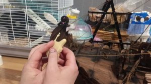 № 61 проект вальхалла