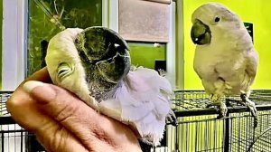 Вы ТОЛЬКО ПОСМОТРИТЕ какой довольный Жорик что мама только его, аж в руку падает и УЛЫБАЕТСЯ))