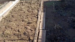 Первые посадки в теплице