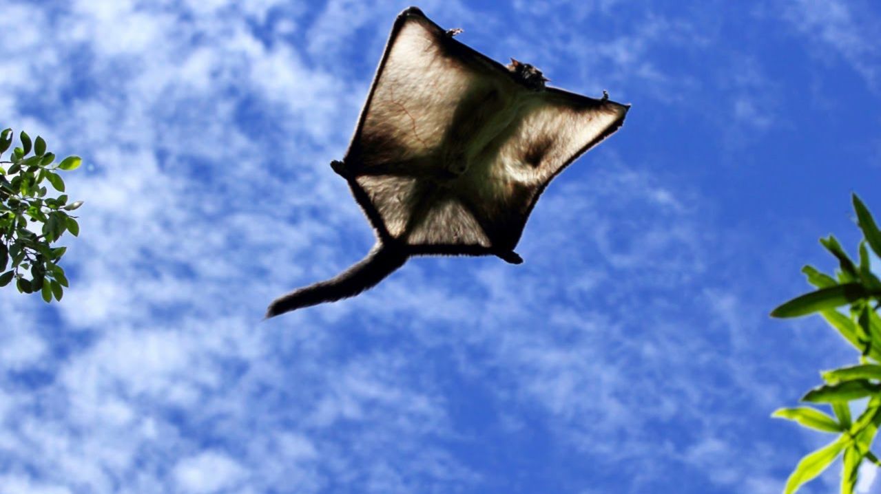 Удивительные Летающие Животные, которые как бы не должны летать