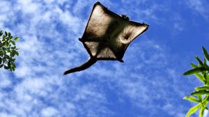 Удивительные Летающие Животные, которые как бы не должны летать