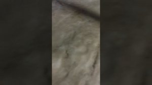 №1693 ул. Полины Осипенко. 13 марта 2026 г., 21:50:48 VID_20260313_214742721