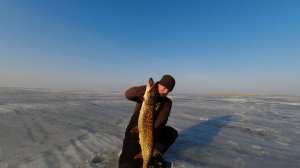 Безумная щука на жерлицы весна