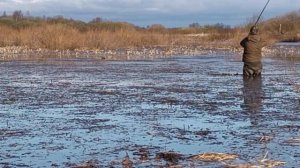 Охота с подсадными на селезня. Весна.