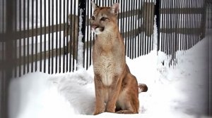 Красавец Мичиган и пумочка Эри гуляют вместе и пытаются поближе познакомиться.