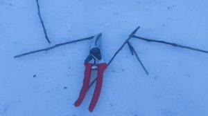 Обрезка 5-6 летних яблонь. Классический (экстенсивный) плодовый сад .