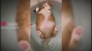 #смешныекоты #поржать