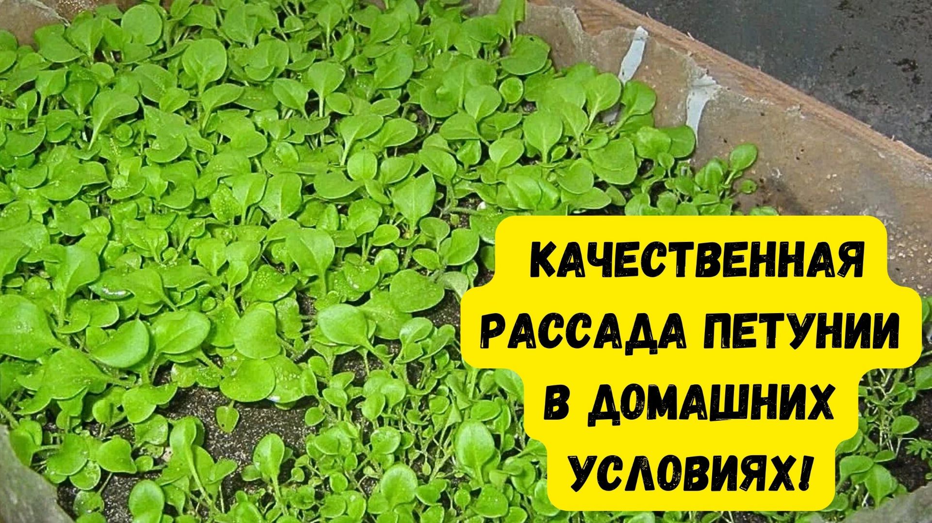 ЭТО ОЧЕНЬ ВАЖНО!!! ПЕТУНИЯ. КАК ПРАВИЛЬНО ВЫРАСТИТЬ РАССАДУ ПЕТУНИИ!
