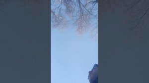 хулиган рома и город звёздный киборг