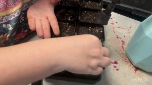 Посадка помидор, посев помидор, посадка томатов, посев томатов 14.05.26 г