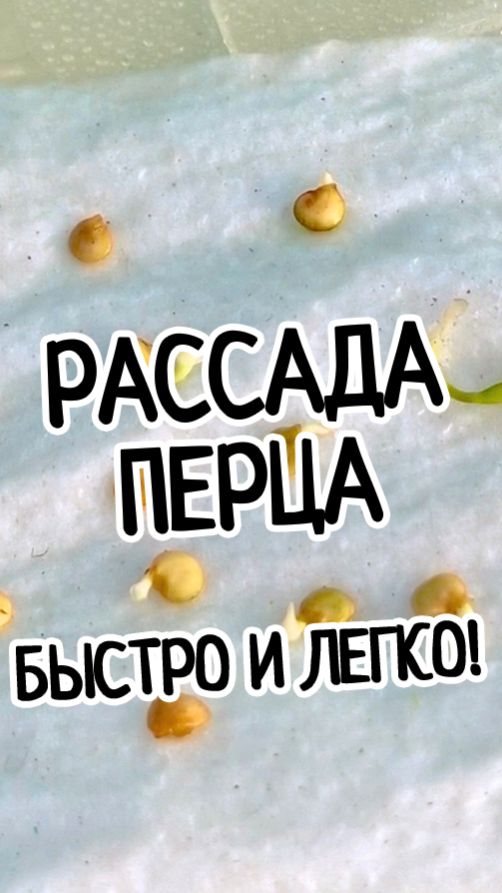 🌶РАССАДА ПЕРЦА в 2 РАЗА БЫСТРЕЕ! ПРОСТО И БЫСТРО! #рассадаперца #перец #грунтдлярассады