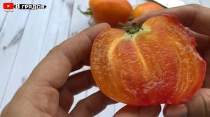 Самые УРОЖАЙНЫЕ ТОМАТЫ по итогам 2023 года. Вторая часть - Гномы