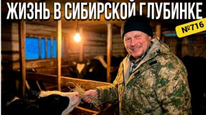 Суровый день в Сибири: купили телёнка, пережили пургу и согрелись чаем.