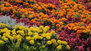 Николай Столяров. Вăй выляççĕ шевлесем