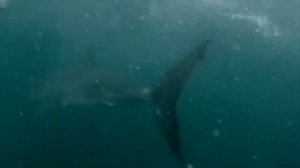 Камера на Пляже Сняла Такое, во что Трудно Поверить!