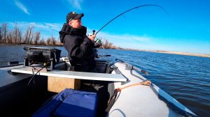 Рай для рыбака! Судак заходит с моря в дикую реку посреди леса. Весна, птицы, джиг