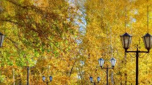 мальчишки ушли жить в лес