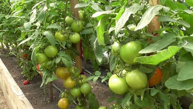 ПОСЕВЫ 2026-76. Посеяла томат Сердцеедка. В теплице она в мае уже созревает. Показываю.