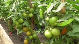 ПОСЕВЫ 2026-76. Посеяла томат Сердцеедка. В теплице она в мае уже созревает. Показываю.