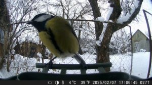 Кормушка в САДУ / ФОТОЛОВУШКА