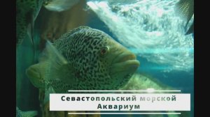 Севастопольский морской Аквариум