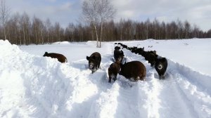 Охота на Кабана