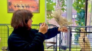 УЖАС! Кеша вышел на свободу и разорвал шифоньер на  тряпочки!!!