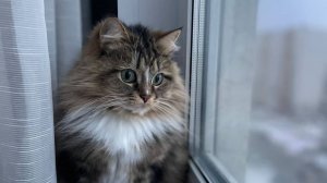 ДОБРОГО ДНЯ ❗И ХОРОШЕГО НАСТРОЕНИЯ 🎋🫖🍰