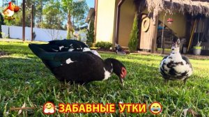 Забавные утки мускусные и пекинские на свободном выгуле со своими друзьями ч.(372) ❣️🤗😂