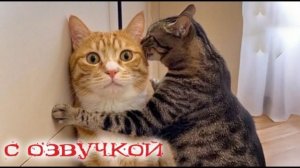 Приколы с котами! С ОЗВУЧКОЙ! Смешные коты 2026! Самые Смешные ЖИВОТНЫЕ! До слёз!