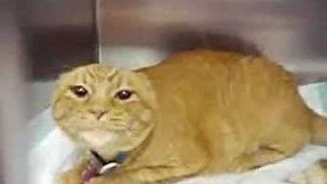 f(x) = gcd(x, 8) - slowed