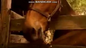 Говорящий мул.  Из Х/ф Томми и волшебный мул