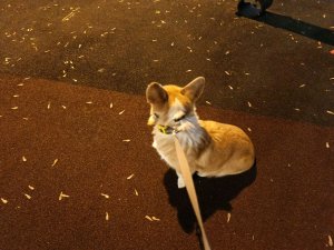 трансляция спустя бесконечность лет