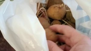 Перебираю семенной картофель.Что делать если семенная картошка  проросла