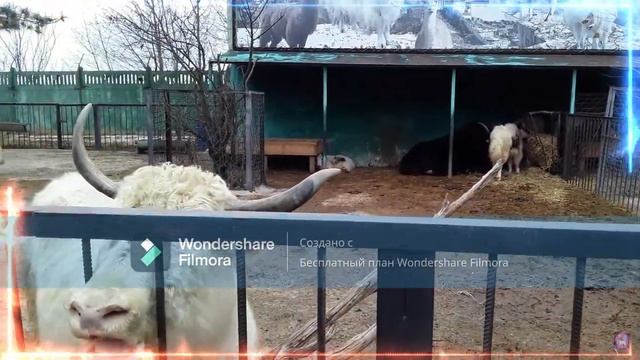 Сафари - парк львов Тайган (сборник).