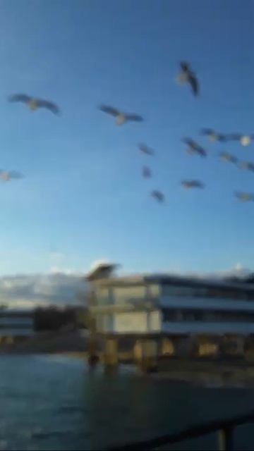 Чайки в Евпатории.