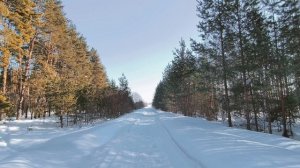 Солнечный день в зимнем лесу. ч.9. Март 2026