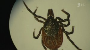 Из-за аномально теплой погоды в разных регионах начинают просыпаться клещи.