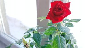 Мой день рождения закончился вызовом "Скорой" 🚑