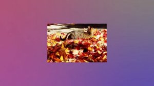 DNS сервер - что это и как работает_