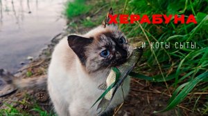 Херабуна. И караси пойманы, и коты сыты.